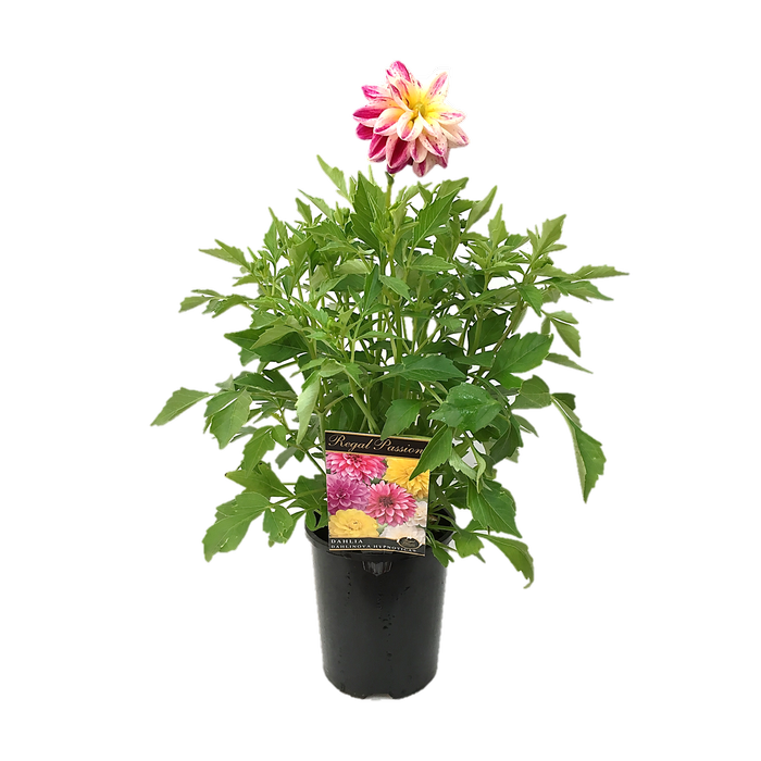 140mm Regal Passions Range Dahlia Hypnotica