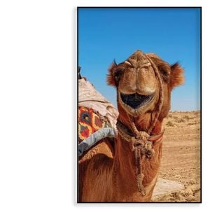 Close-Up Of a Dromedary Camel   Print 100% Australian Made 60x90cm  (Poster)