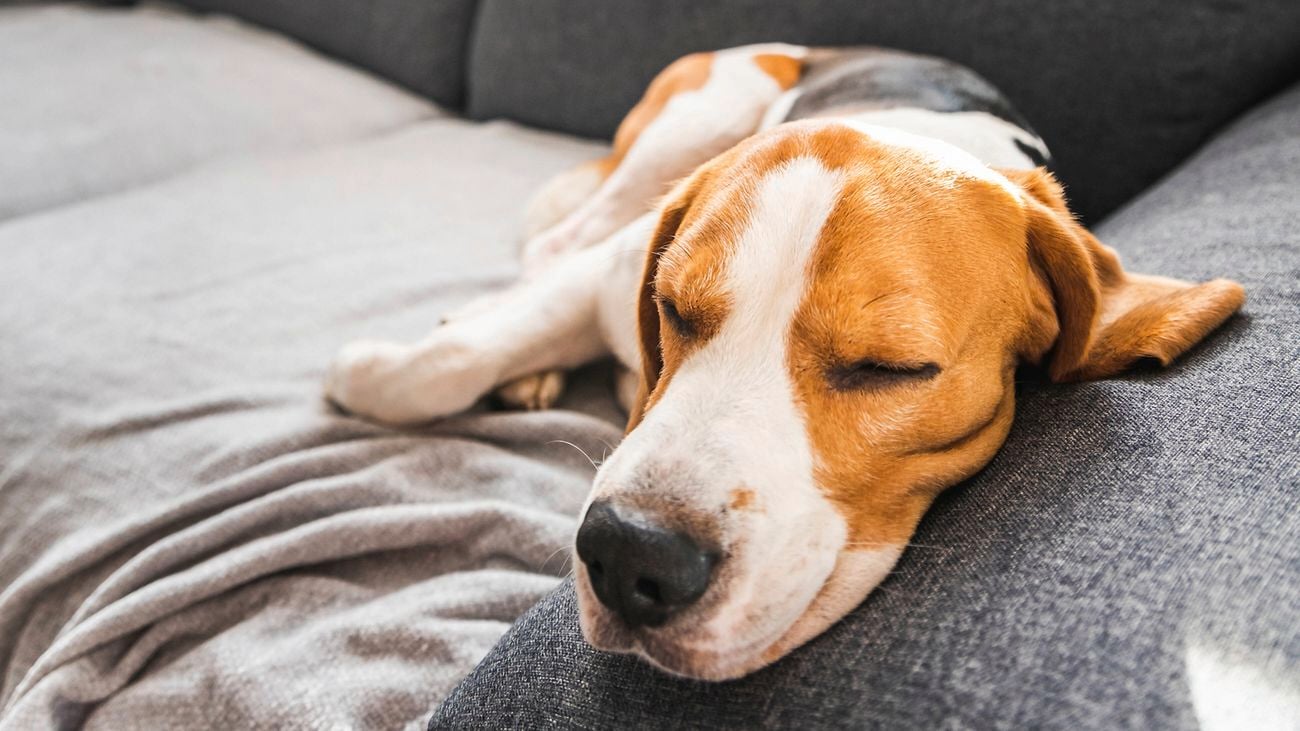 A dog asleep on a charcoal coloured lounge and lighter coloured blanket keeping warm this winter