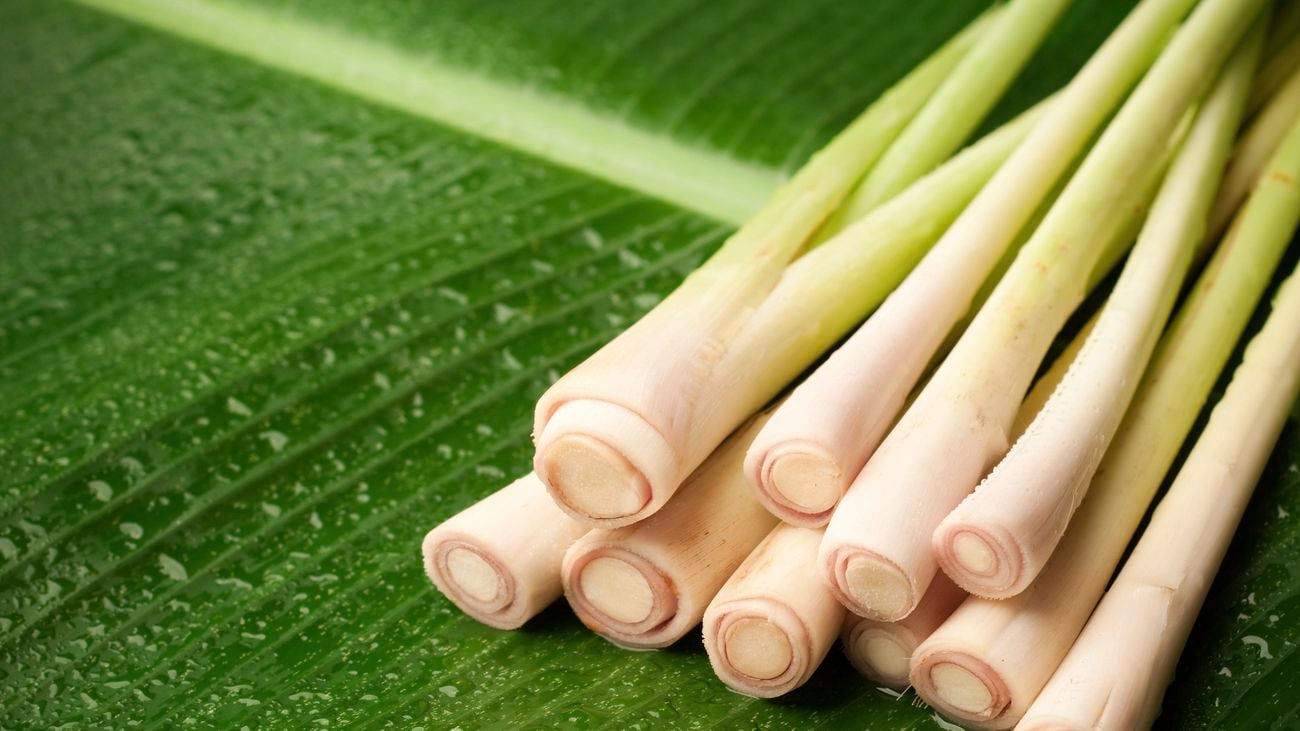 close up of citronella stalks