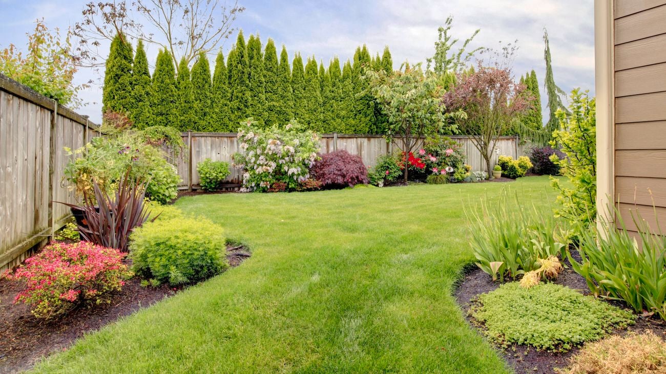 A timber fenced yard, with perfectly manicured turf and garden beds of flowers and neatly trimmed bushes under clear blue sky