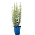 180mm Rosemary - Rosmarinus officinalis