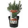140mm Westringia Funky Chunky - Westringia fruticosa