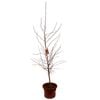 330mm Crab Apple - Malus Ioensis Plena