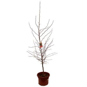 330mm Crab Apple - Malus Ioensis Plena