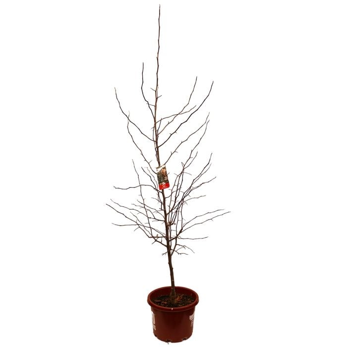 330mm Crab Apple - Malus Ioensis Plena