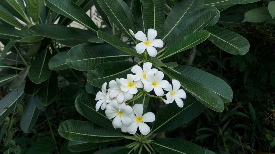 Frangipani flowers grow outside on a plant.