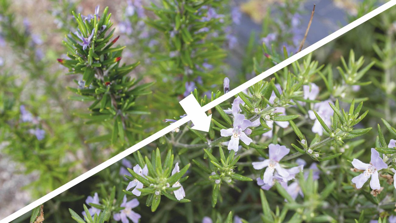 A split image showing a rosemary plant with needle-like leaves and small purple flowers on the left and a dense westringia shrub with pale purple flowers on the right, connected by an arrow