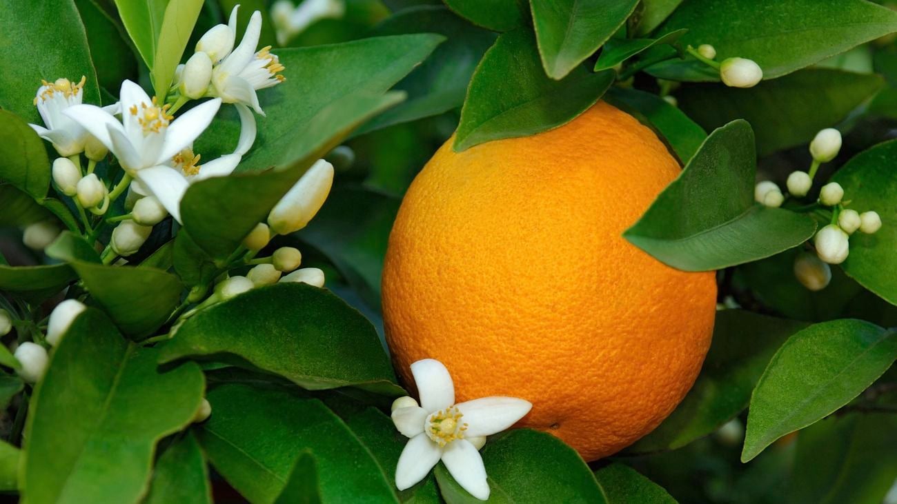 Close-up of an orange tree with fruit and blossom