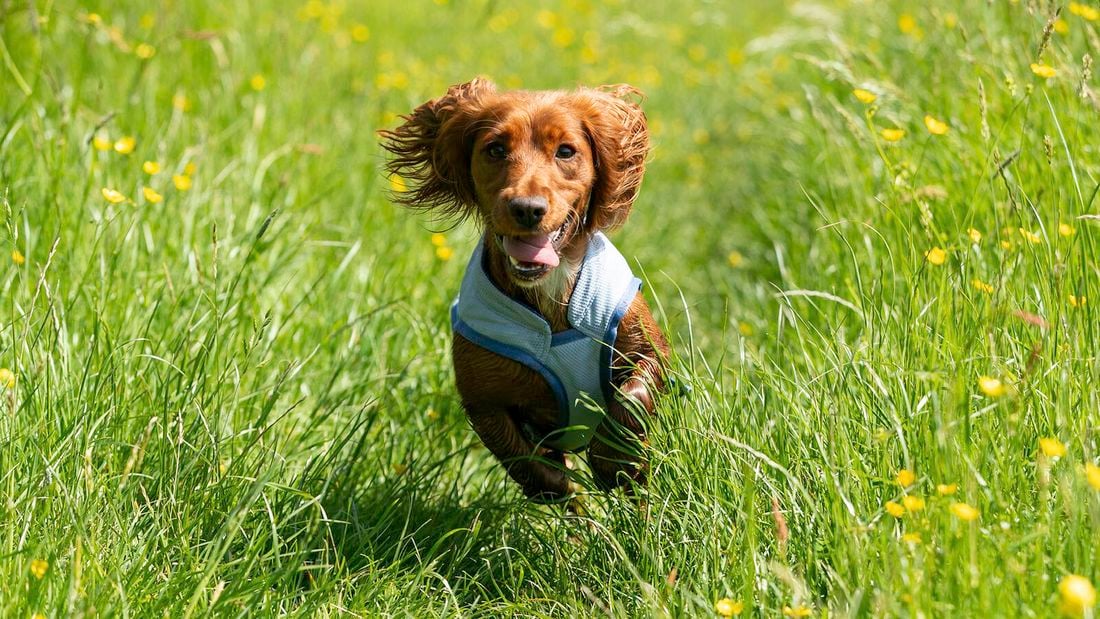 A young dog in a cooling vest runs happily through some grass.