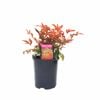 140mm Dwarf Sacred Bamboo - Nandina domestica ‘Nana’