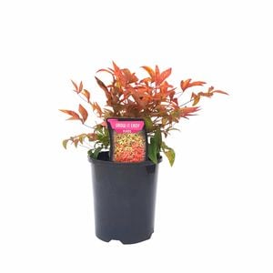 140mm Dwarf Sacred Bamboo - Nandina domestica ‘Nana’