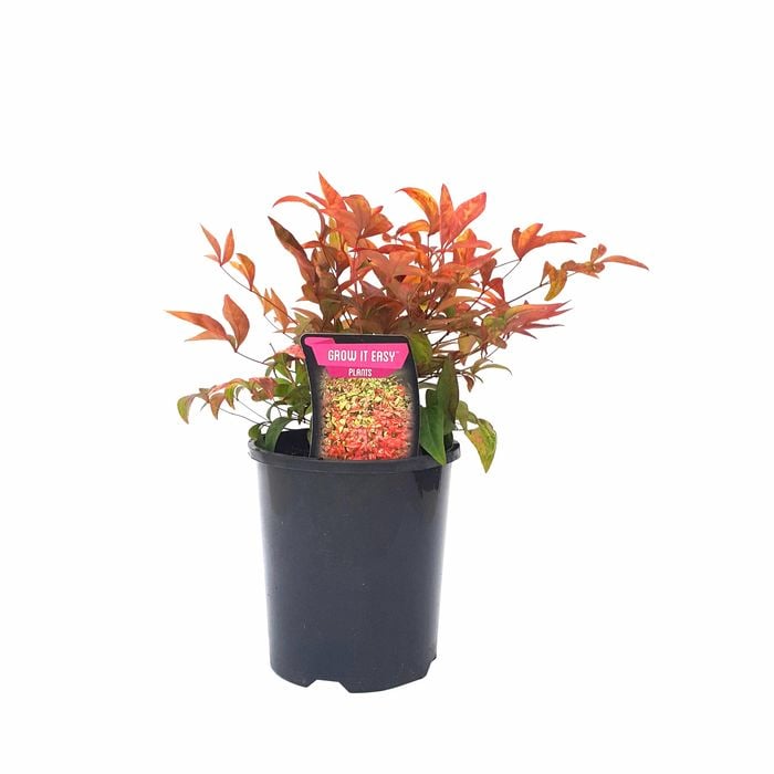 140mm Dwarf Sacred Bamboo - Nandina domestica ‘Nana’