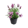 1.9L Lavender Lavish Rose - Lavandula Lavish Rose