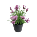 1.9L Lavender Lavish Rose - Lavandula Lavish Rose