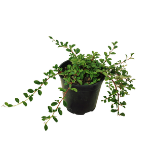 2.5L Bearberry Cotoneaster - Cotoneaster dameri
