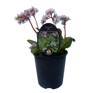 150mm Bergenia Jelle - Bergenia cordifolia - Gardening Solutionz