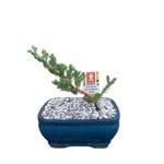 150mm Bonsai In Ceramic Pot