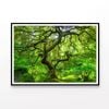 Japanese Maple Trees In Forest  Print 100% Australian Made 120x90cm  (poster)