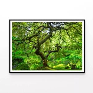 Japanese Maple Trees In Forest  Print 100% Australian Made 120x90cm  (poster)