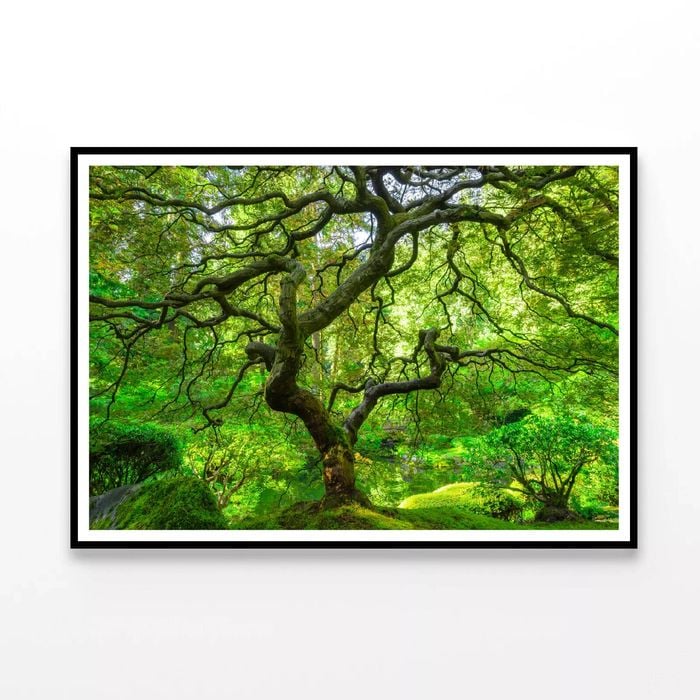 Japanese Maple Trees In Forest  Print 100% Australian Made 120x90cm  (poster)