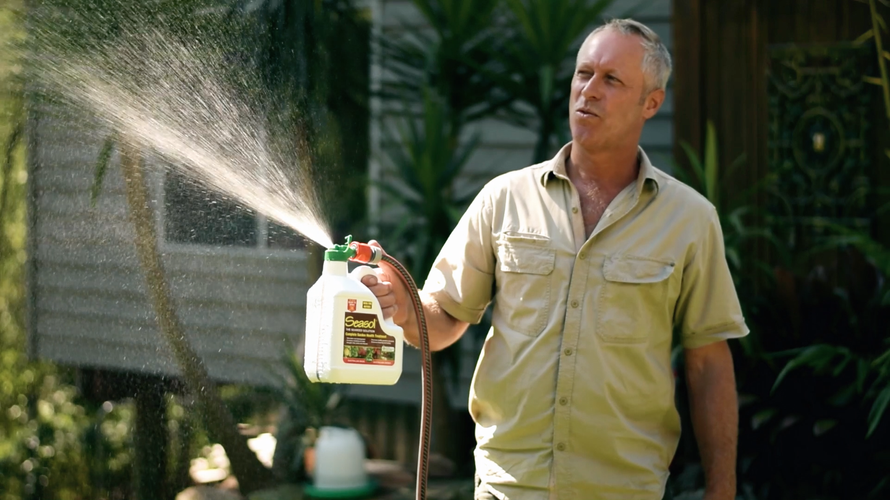 Man spraying garden with Seasol bottle attached to garden hose