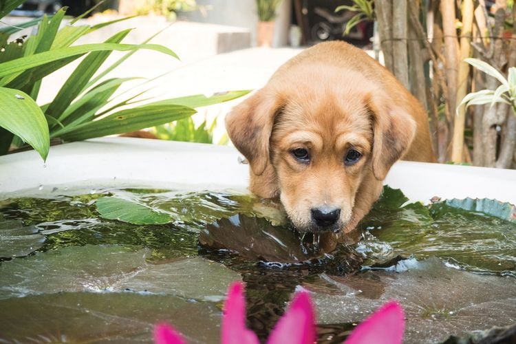 Puppy drinking water from pond in backyard