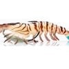 95mm Chasebait Heavy Flick Prawn Soft Plastic Fishing Lure with 7gm Lead Weight - Tiger Prawn