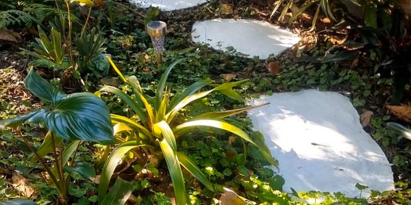 stepping stones in a garden