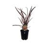 1.9L Phormium Evening Glow - Phormium tenax