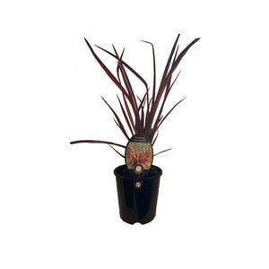 1.9L Phormium Evening Glow - Phormium tenax