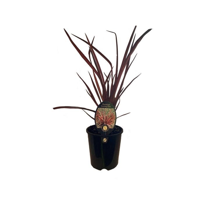 1.9L Phormium Evening Glow - Phormium tenax