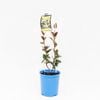 140mm Small Leaf Japanese Star Jasmine - Trachelospermum asiaticum