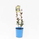 140mm Small Leaf Japanese Star Jasmine - Trachelospermum asiaticum
