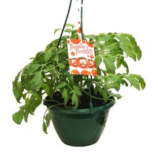 200mm Tumbling Red Tomatoes 'Cut & Cook Range' - Lycopersicon esculentum