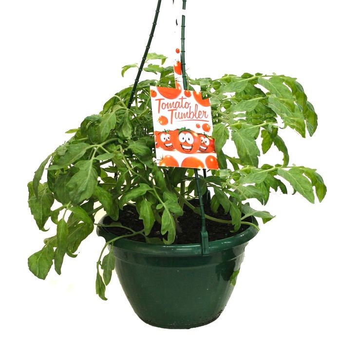 200mm Tumbling Red Tomatoes 'Cut & Cook Range' - Lycopersicon esculentum