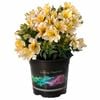 2.5L Peruvian Lily - Alstroemeria aurea