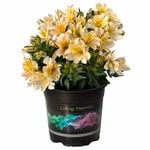 2.5L Peruvian Lily - Alstroemeria aurea