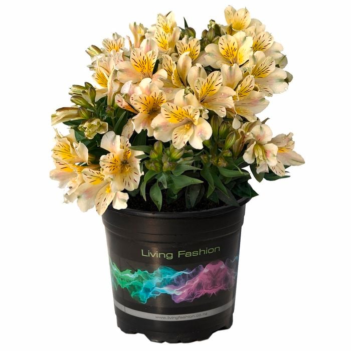 2.5L Peruvian Lily - Alstroemeria aurea
