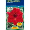 Hippeastrum Bold One Bulbs
