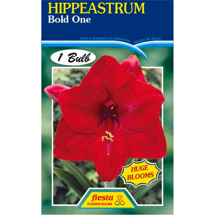 Hippeastrum Bold One Bulbs