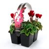 Cyclamen Persicum - 4 Cell