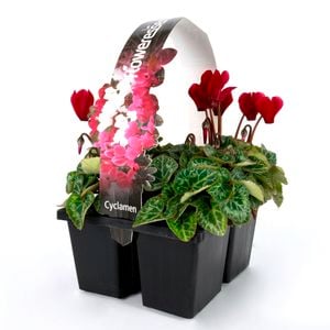 Cyclamen Persicum - 4 Cell