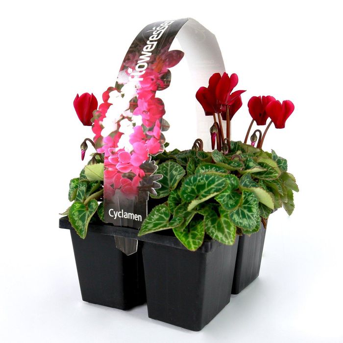 Cyclamen Persicum - 4 Cell