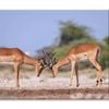Two Fighting Male Impala Antelope  Print 100% Australian Made 150 x 100cm  (Stretched)