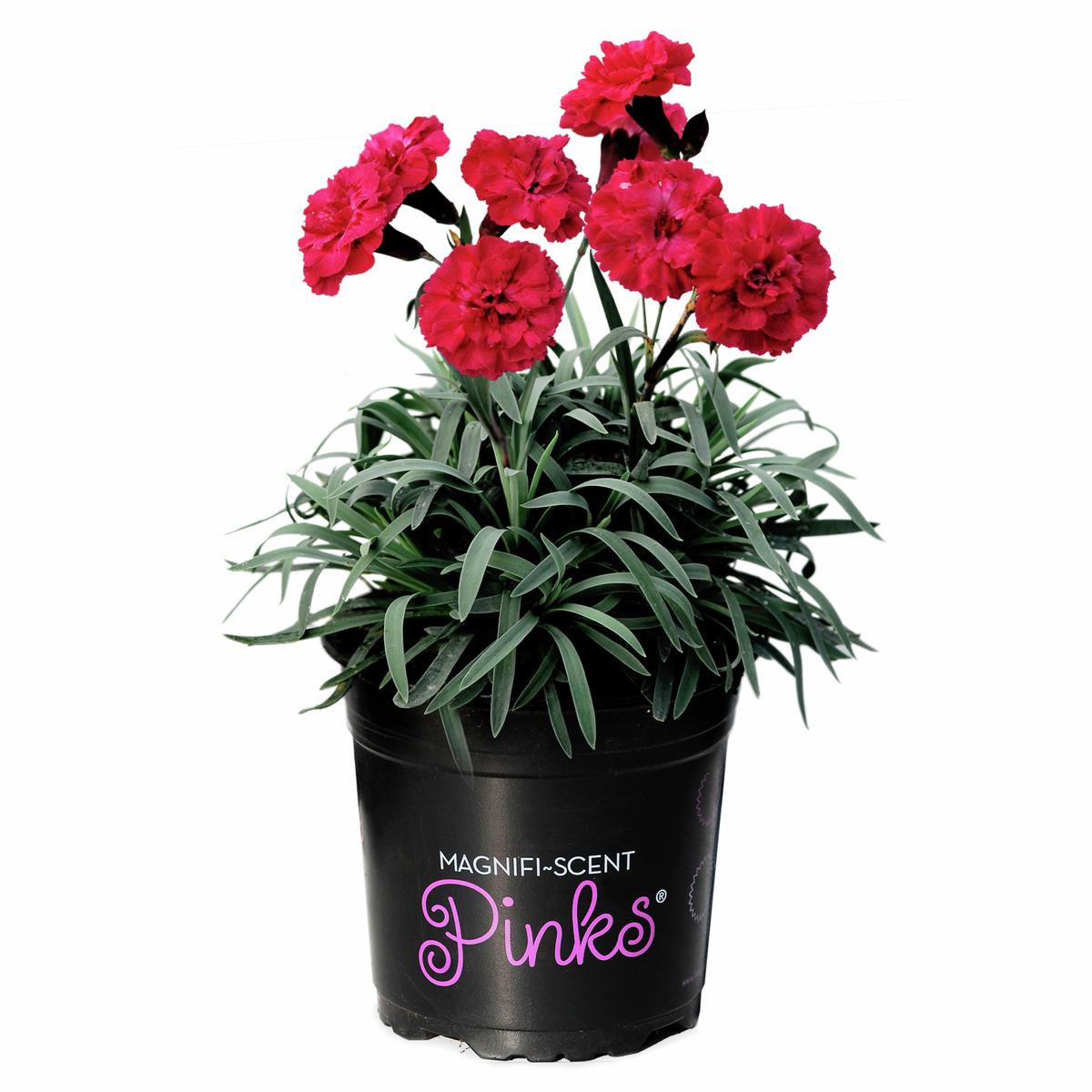 140mm Dianthus Sugar Plum Raspberry - Dianthus Pinks - Bunnings New Zealand