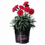 140mm Dianthus Sugar Plum Raspberry - Dianthus Pinks