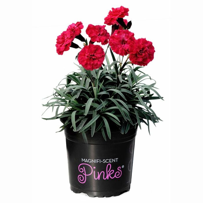 140mm Dianthus Sugar Plum Raspberry - Dianthus Pinks
