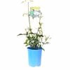140mm Fragrant Jasmine - Jasminum azoricum