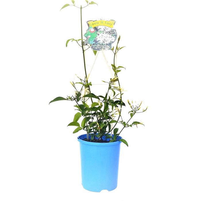 140mm Fragrant Jasmine - Jasminum azoricum
